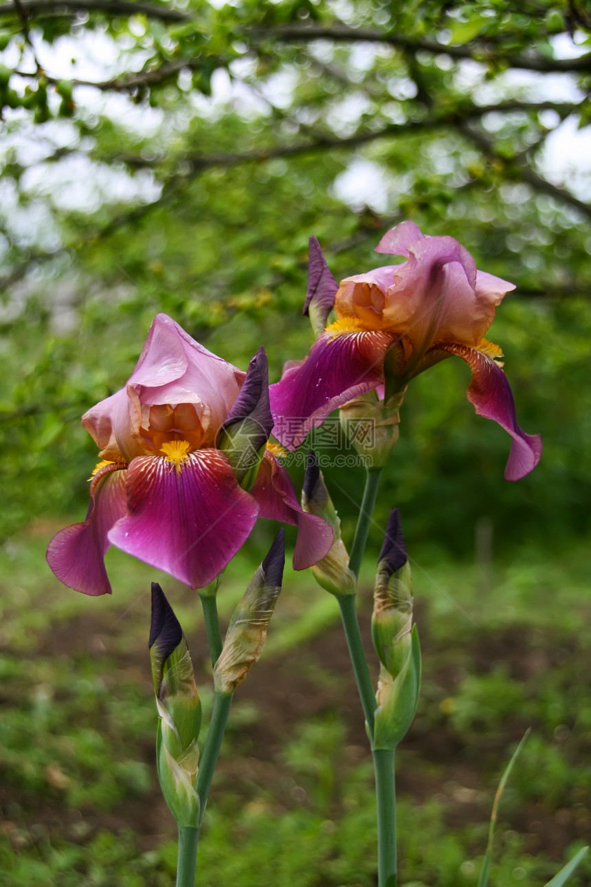 美丽的虹绿色花瓣红色花朵紫色白色叶子宏观植物群植物图片