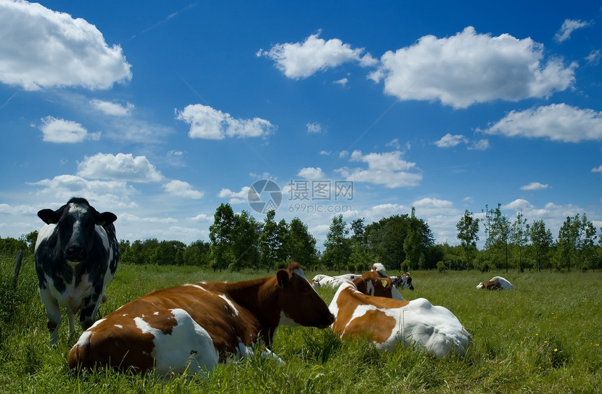 荷兰荷兰语景观绿色农业草原森林蓝色溪流场地奶牛天空草地图片