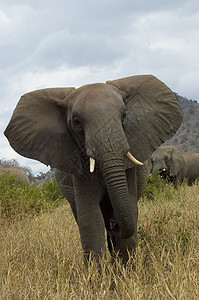 大象草愤怒的大象力量荒野耳朵防御野生动物食草黄色危险哺乳动物动物背景