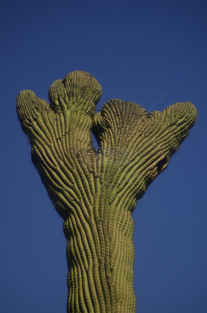 Cactus 控缩图片