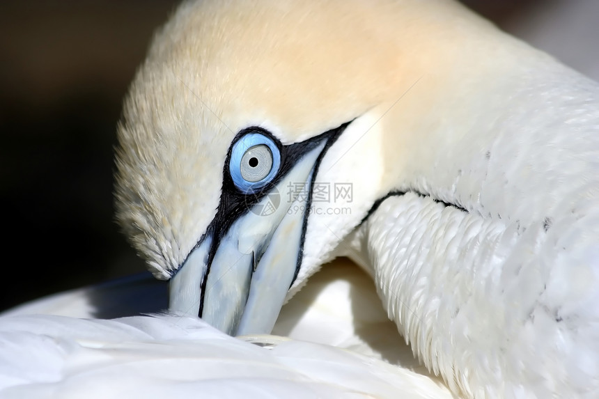 Gannet 鸟类盛宴图片