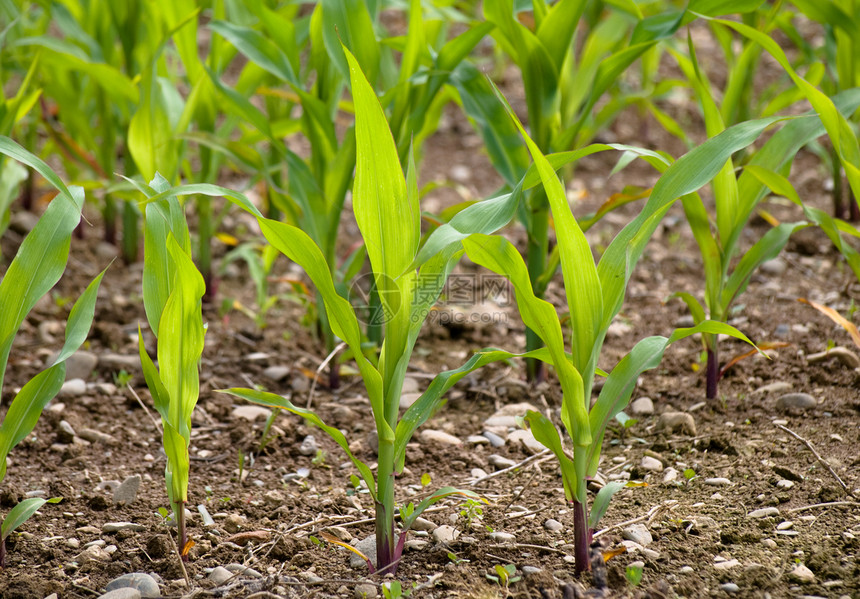 青青玉米作物天气气候季节农业草本植物环境收成谷物绿色食物图片