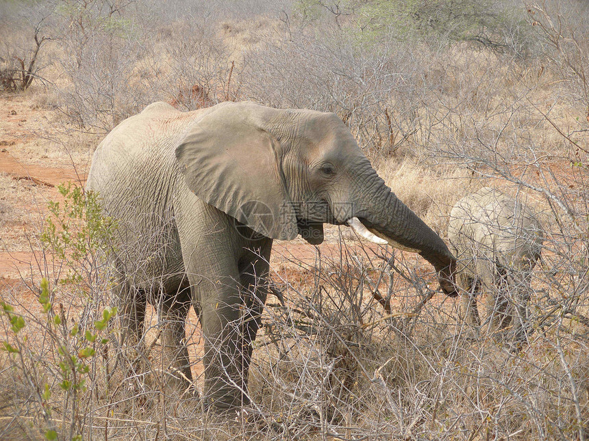 大象哺乳动物动物厚皮野生动物动物群图片