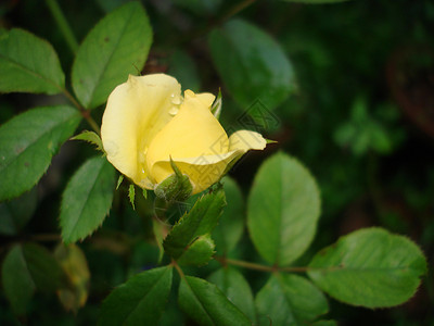 黄玫瑰黄花植物树叶绿色背景图片