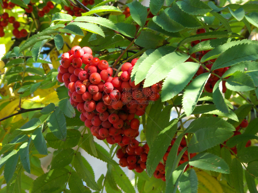 红色红食物野生动物季节植物学衬套叶子森林植物花园果实图片