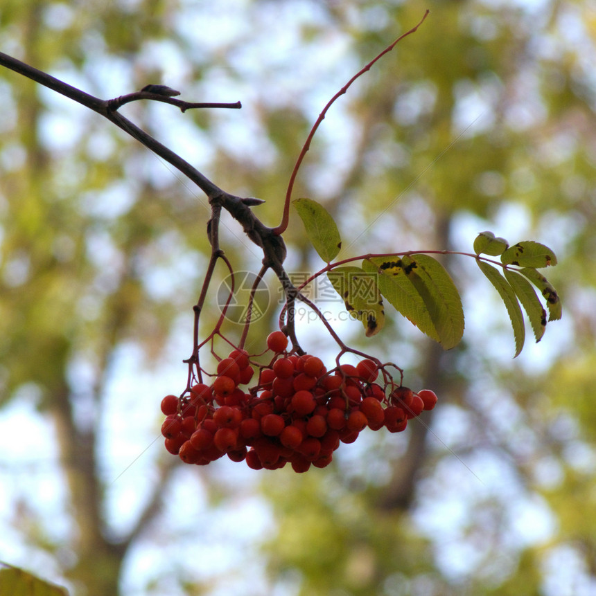 红色红植物衬套森林野生动物季节花园果实植物学食物叶子图片