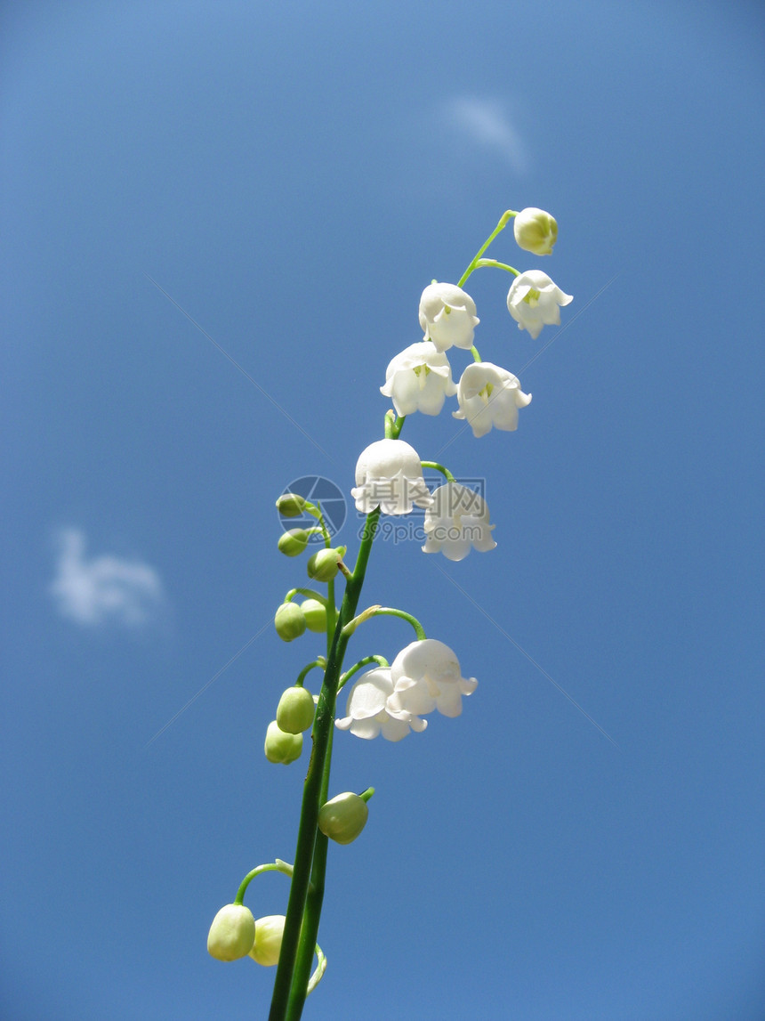 山谷的莉莉天堂花朵钟声地球绿色力量白色魔豆蓝色图片