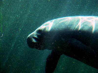 Manatee 纵向游泳野生动物水族馆动物濒危物种哺乳动物荒野背景图片