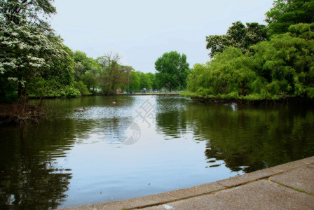 公园湖空间树叶流动树木公园绿色鸭子天空反射背景图片