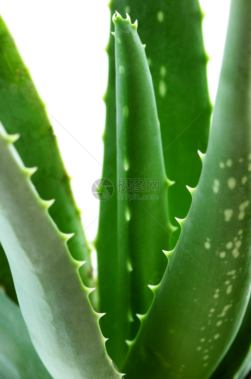 Aloe 厂培育康复生长植物护理热带房子植物学爱好宏观图片