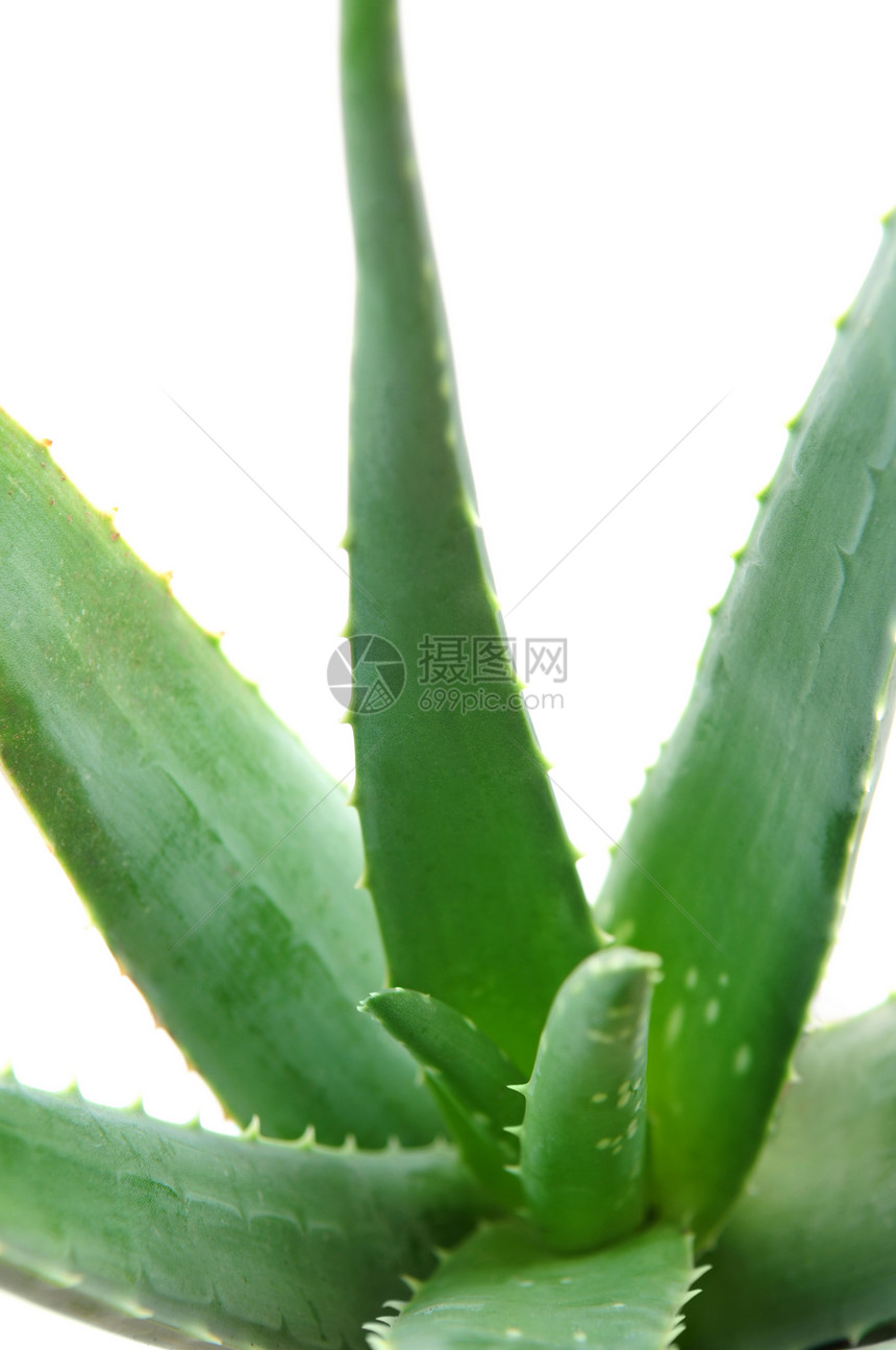 Aloe 厂热带康复花园叶子植物宏观房子药品芦荟皮肤图片
