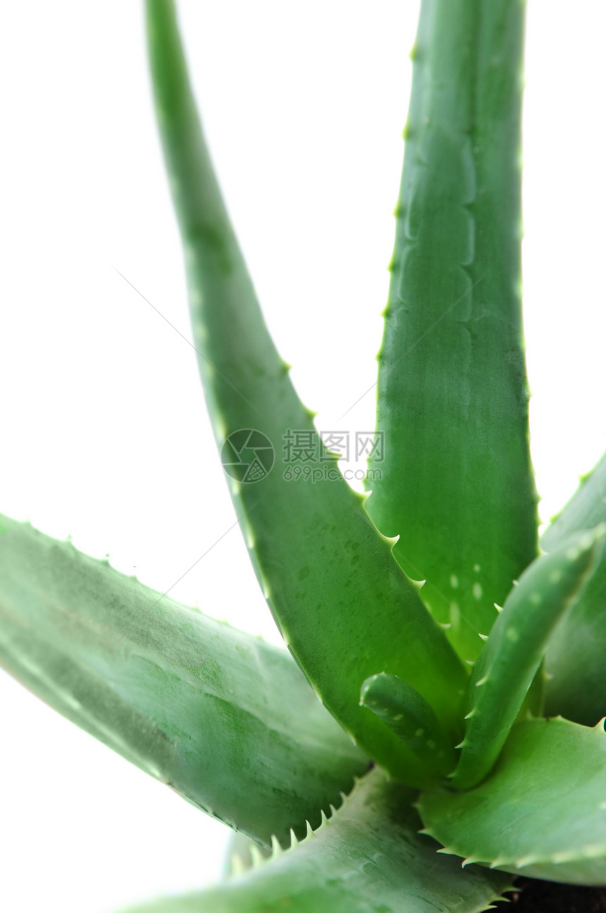 Aloe 厂愈合生长水分康复护理皮肤保湿热带培育芦荟图片