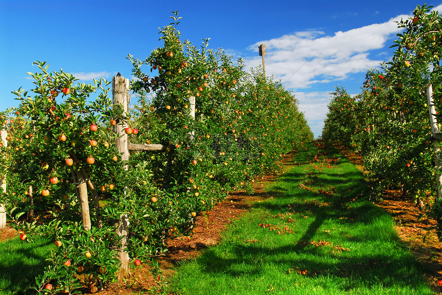 苹果果园收获种植者蓝色农场树木分支机构食物生长生产场地图片