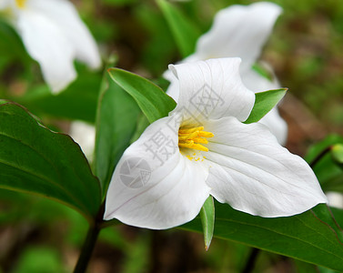 白花朵树叶环境生态野花叶子树木林地公园花瓣背景图片