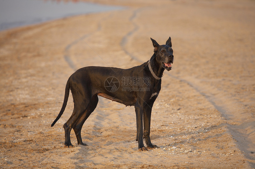 狗朋友王国衣领伴侣动物宠物猎犬海滩黑色大理石图片