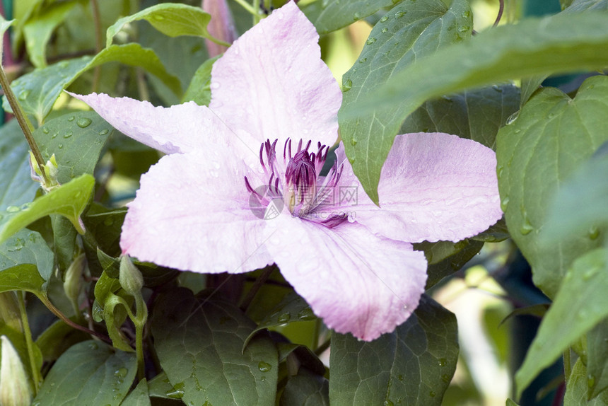 克莱玛蒂斯花朵衬套花瓣紫色淋浴邮政植物群杂交种植物花园蕾丝图片