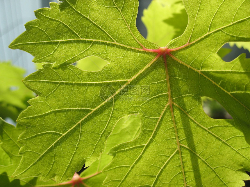 葡萄叶太阳叶子神经植物植物群图片