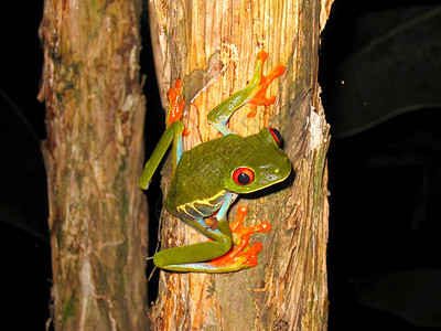 红眼树青蛙树蛙红色生物绿色动物背景两栖深色背景图片