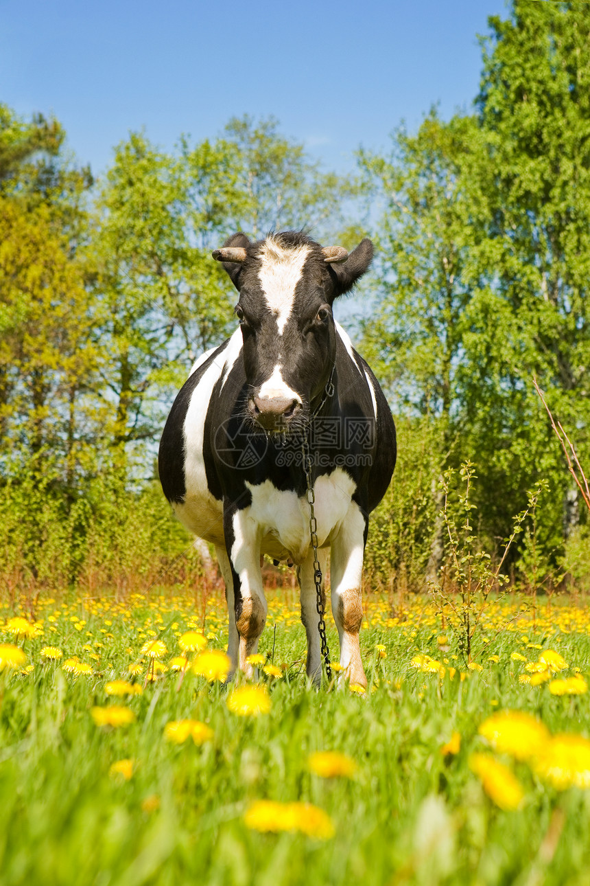 夏天草坪上的奶牛阳光牛肉母牛耳朵树木叶子奶制品哺乳动物天空好奇心图片