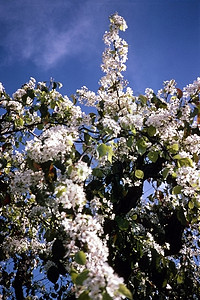 开花的樱桃树花朵背景图片