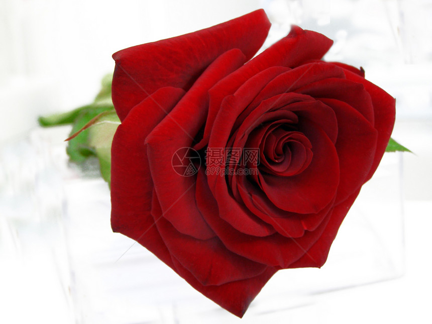 红玫瑰在白色背景下爱慕天鹅绒酒红色女人叶子女性恭维明信片卡片美言图片