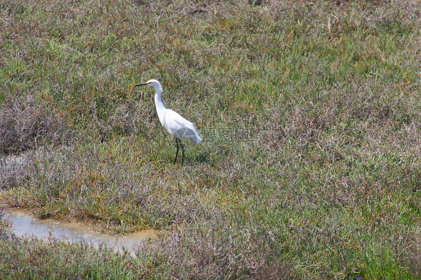 白色Egret中心独木舟动物课程高尔夫球海岸线公园皮艇苍鹭冲浪图片