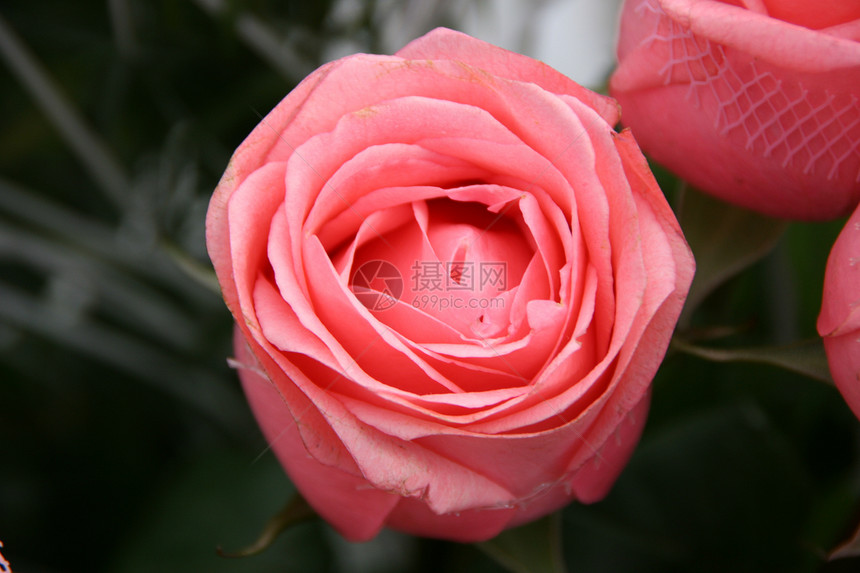 生鲜清新茶叶玫瑰花橙子花艺植物群温泉香气花朵繁荣红色黄色气味图片