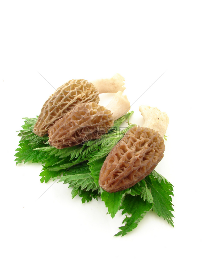 蘑菇营养食物植物群美味季节绿色植物海绵荨麻菌类图片