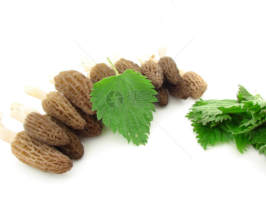 Morel 蘑菇植物群白色海绵食物植物季节绿色菌类美味荨麻图片
