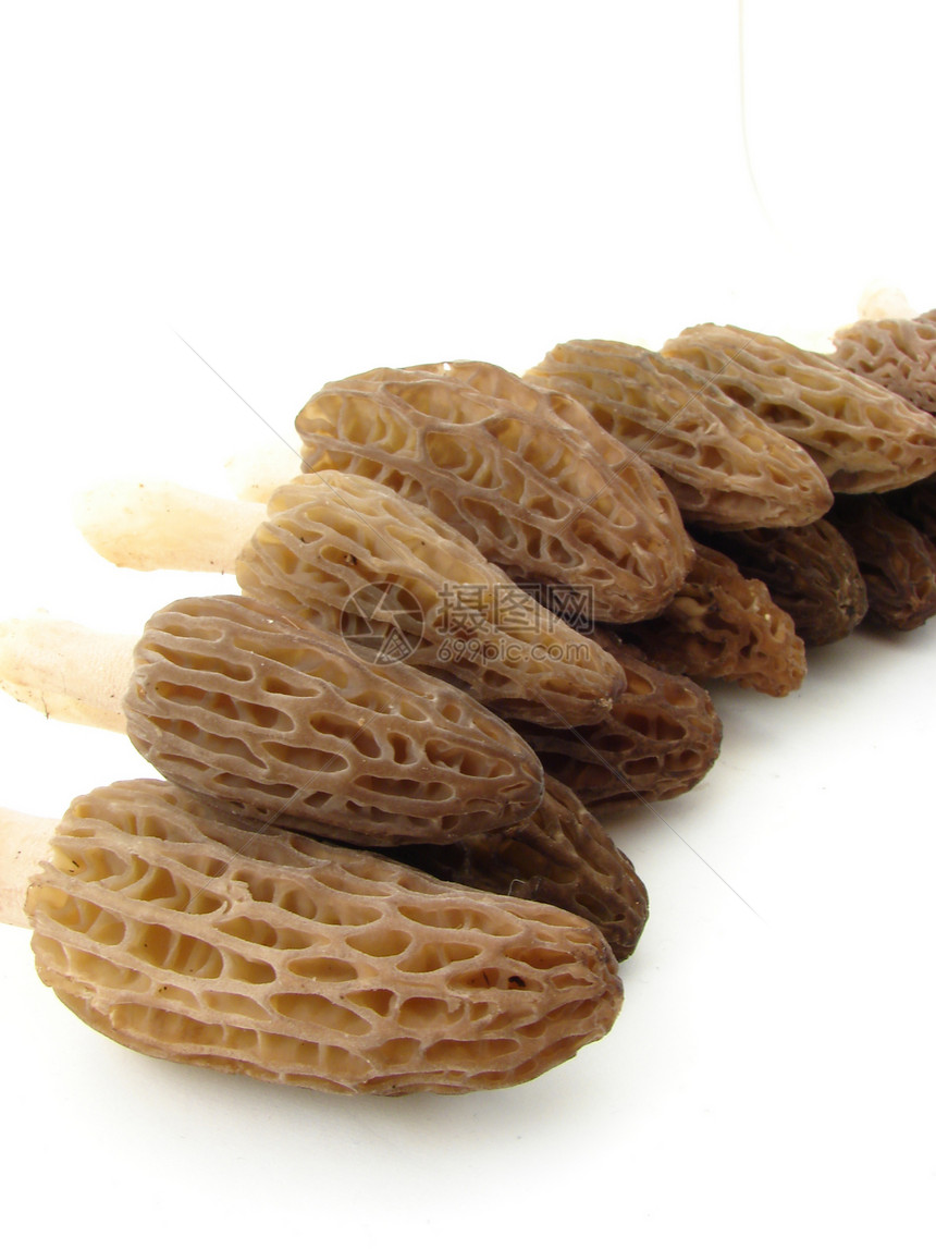 Morel 蘑菇海绵季节食物美味菌类营养白色植物群图片