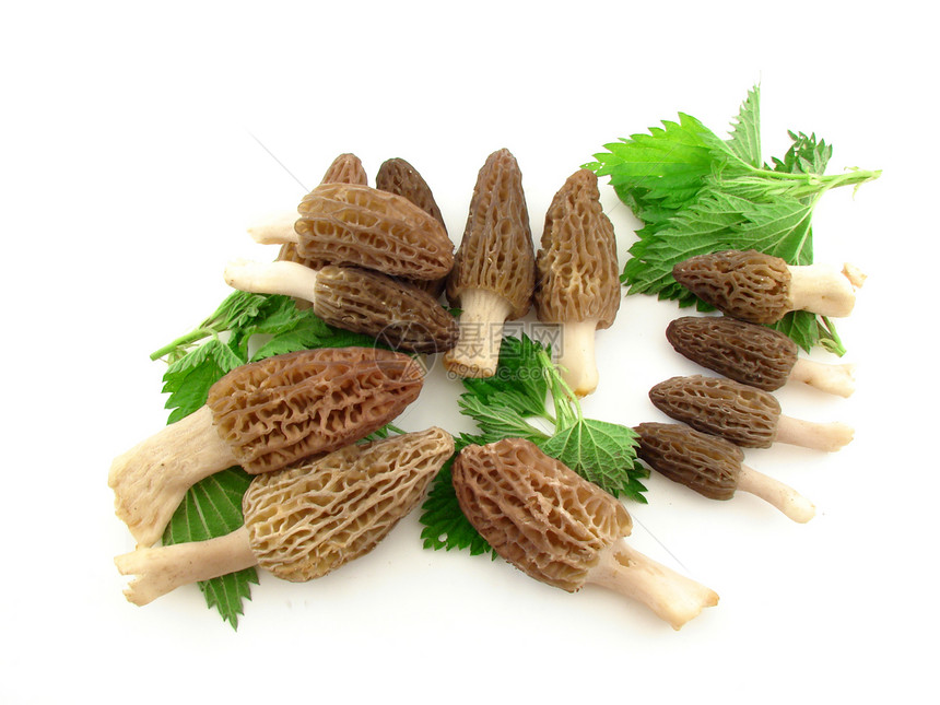 莫尔白色蘑菇美味绿色荨麻植物季节营养海绵菌类图片