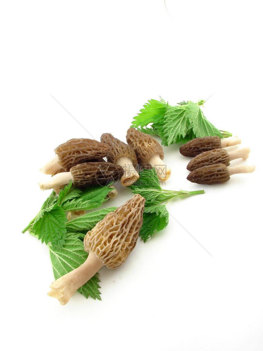 蘑菇海绵美味植物群食物绿色营养白色季节菌类荨麻图片