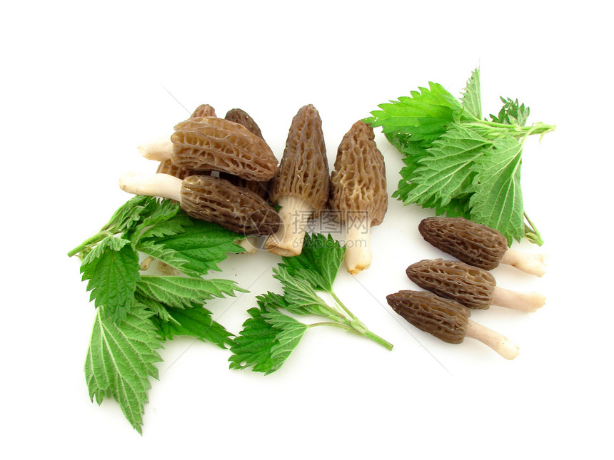蘑菇海绵美味植物季节植物群绿色食物菌类荨麻营养图片