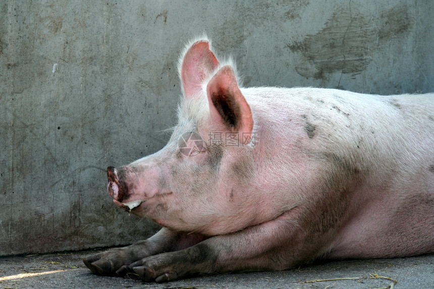 猪农场粉色地面图片