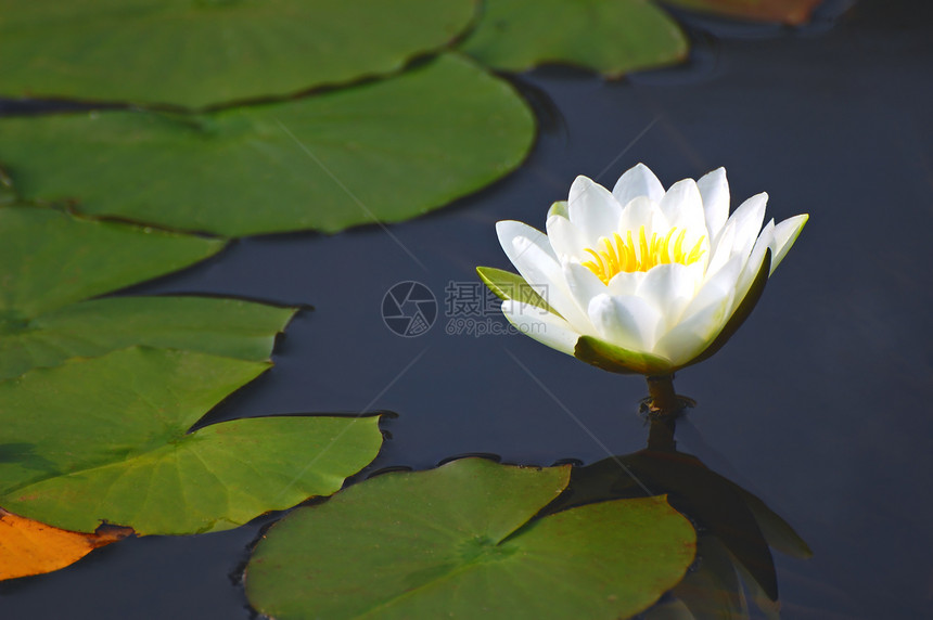 水下绿色花瓣圆形雄蕊植物树叶白色水池植物群池塘图片