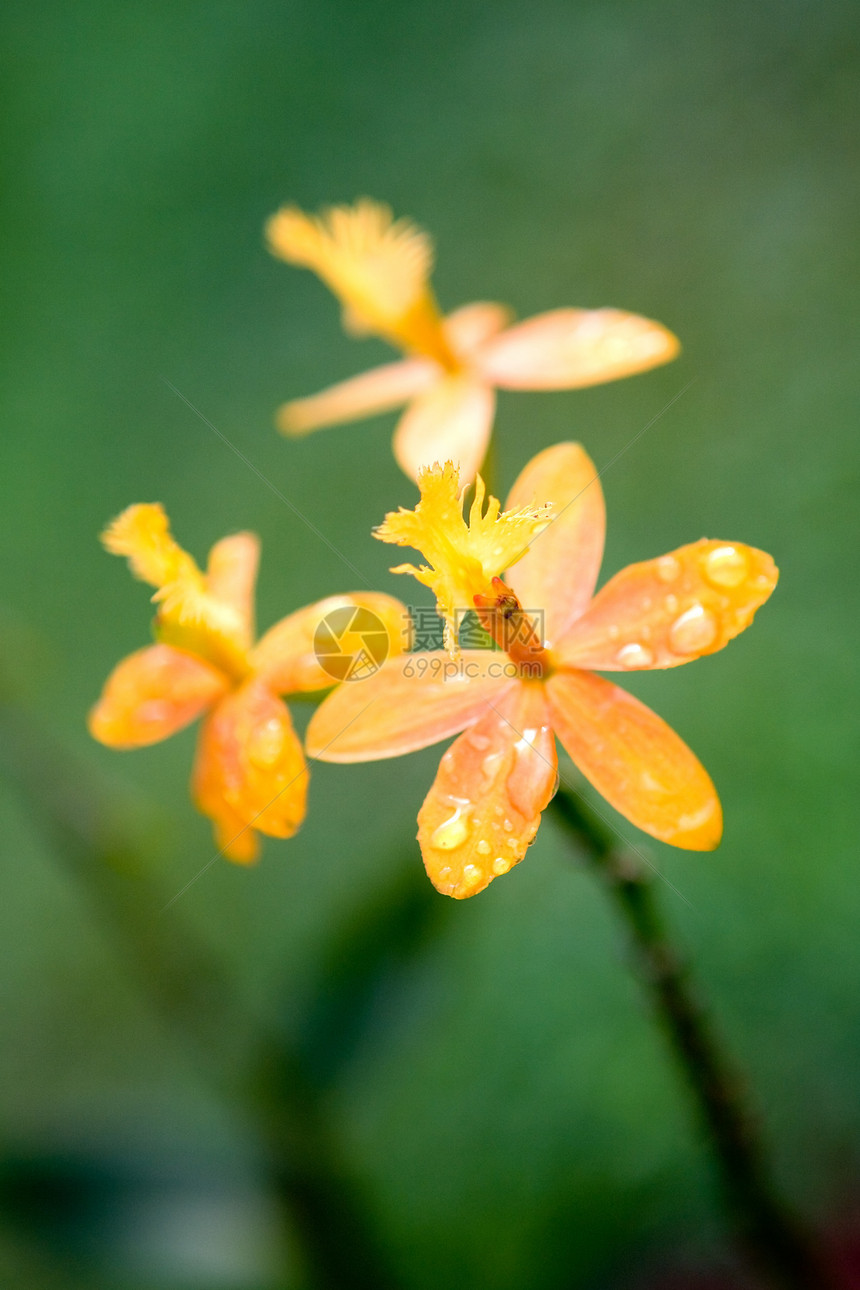 五朵花状野橙兰花图片