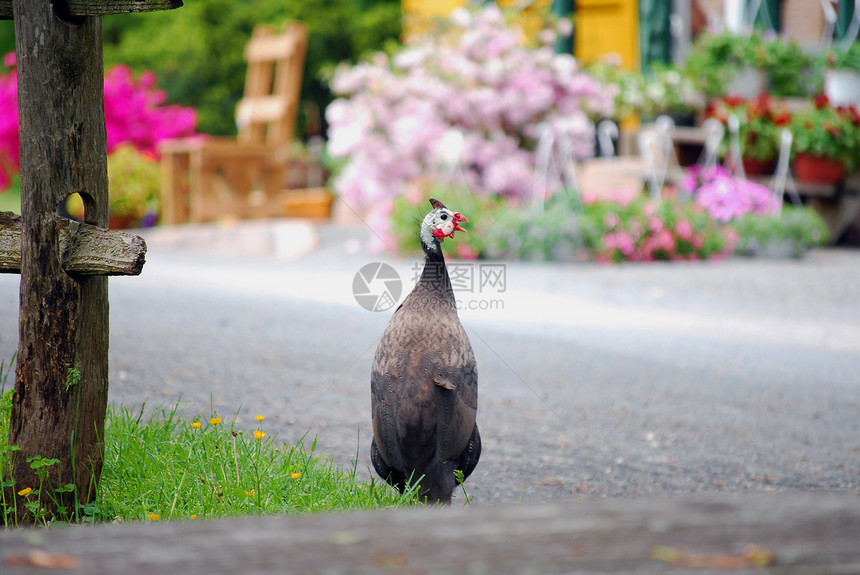 几内亚 Fowl花架丑鸟图片