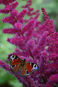 花上的蝴蝶植物昆虫紫丁香蜂蜜花蜜花园背景图片