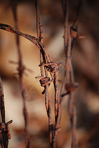 树林中的刺铁丝网背景图片