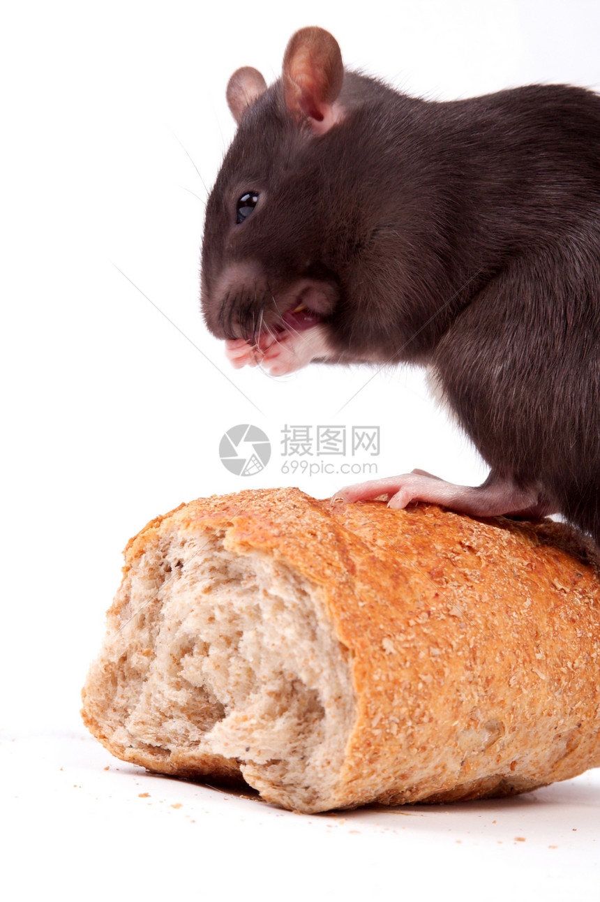 大鼠晶须好奇心灰色耳朵面包宠物尾巴老鼠头发棕色图片