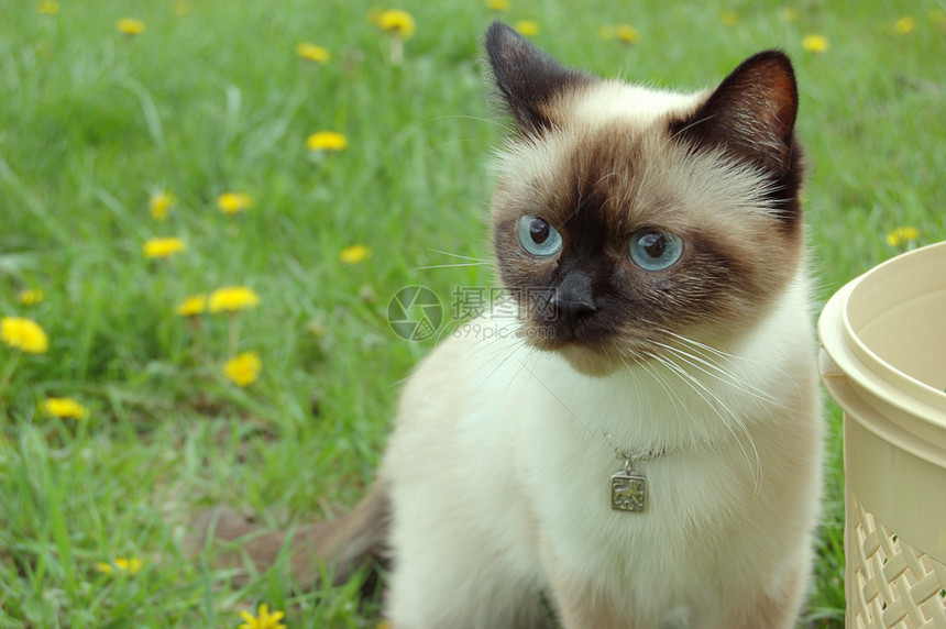 可爱猫好奇心篮子宠物动物小猫尾巴连体毛皮黄色眼睛图片