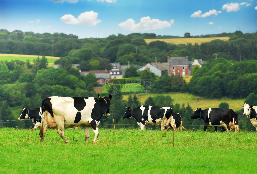 牧草中的牛群农业农场草地场景丘陵爬坡土地场地动物牛奶图片