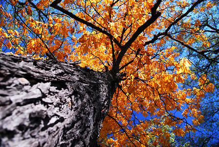 榆树叶子秋天的老树森林太阳国家榆树阳光木头公园晴天农村环境背景