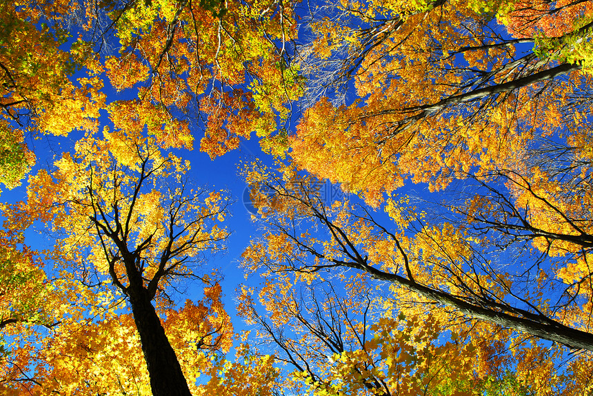 秋季森林橙子荒野阳光树叶天空晴天公园太阳天篷金子图片