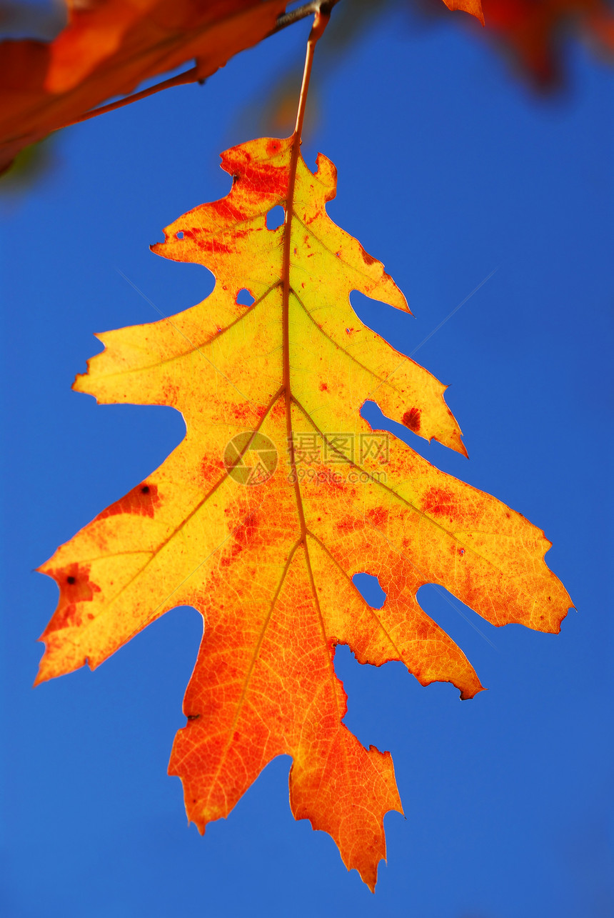 秋橡叶晴天太阳季节叶子橙子阳光静脉森林分支机构橡木图片