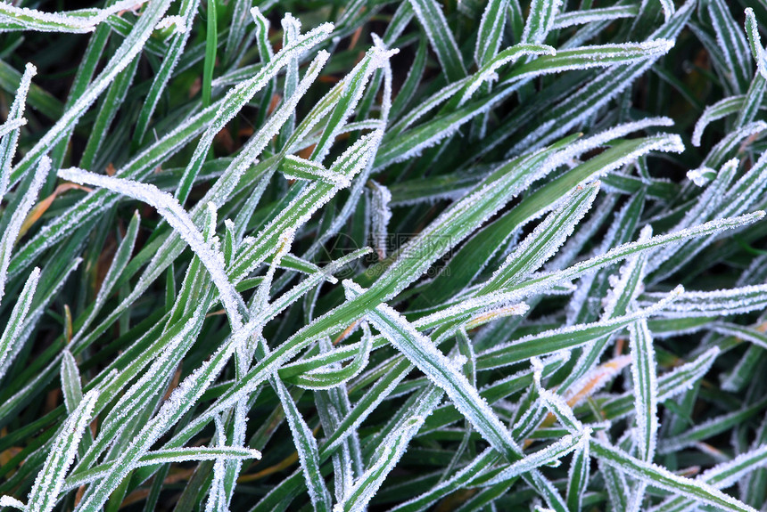 霜青草清凉冻结刀刃刀片磨砂蓝色植物地面水晶冷冻图片