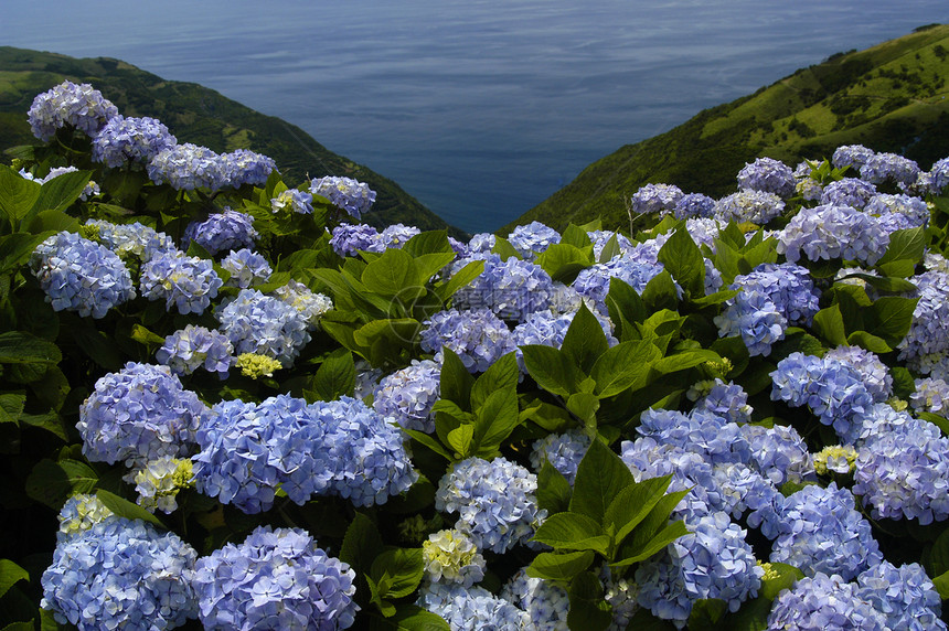 花朵植被园艺紫色海洋蓝色绿色白色植物花园土壤图片