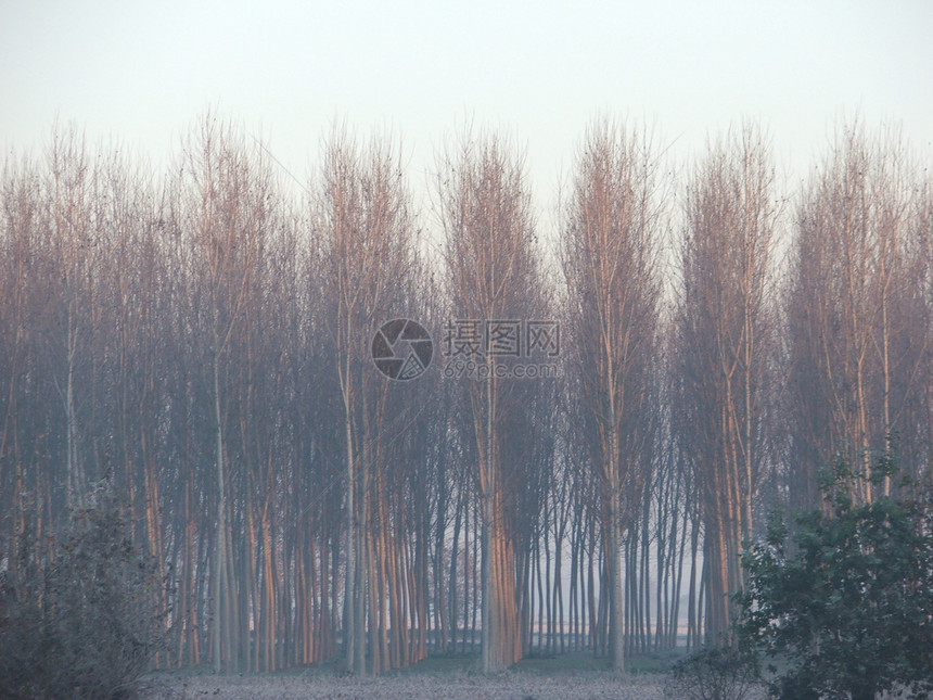 秋天和雾  清晨植物森林图片