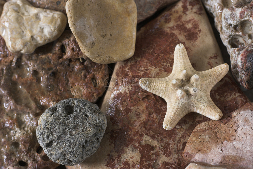 海星和岩石生物贝壳海星旅行星星海洋海洋生物积分小动物生活图片