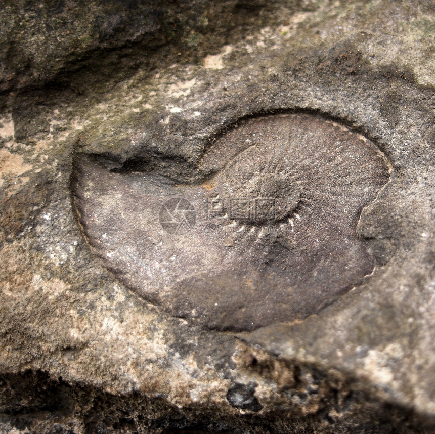 化石石头古生物学考古学贝壳岩石动物菊石混合物壤土首饰图片